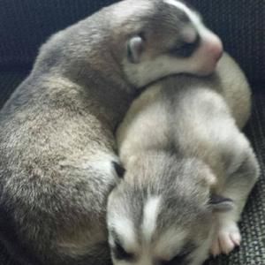 Meet your Posher, Marcel